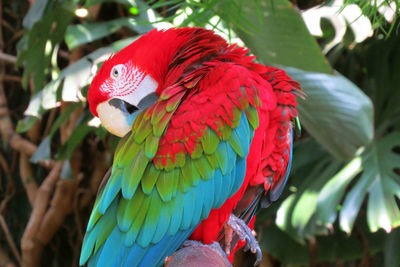 Close-up of scarlet macaw perching on tree