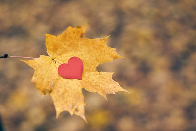 Close-up of dry maple leaves on land