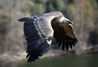 Close-up of eagle