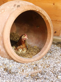 Close-up of squirrel