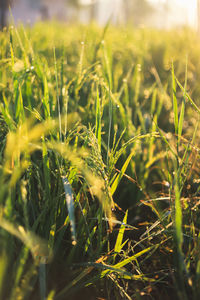 Close-up of crops growing on field