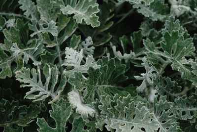 Full frame shot of plants