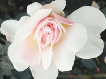 Close-up of rose blooming outdoors