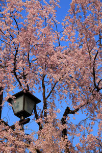 Low angle view of pink flowering tree against sky