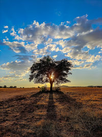 Silhouette tree on field against sky during sunset