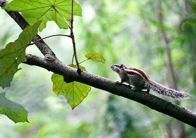 Monkey on tree branch