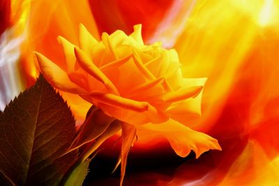 Close-up of orange flowering plant