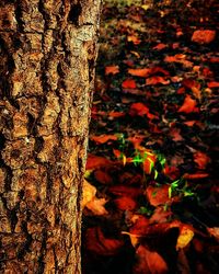 Close-up of autumn leaves