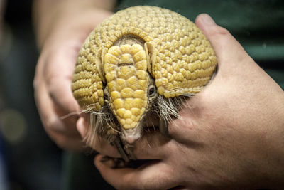 Midsection of person holding animal