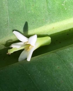 Close-up of fresh yellow flower blooming outdoors