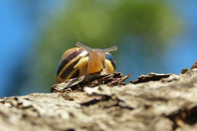 Close-up of snail on tree