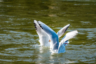 View of birds flying over lake