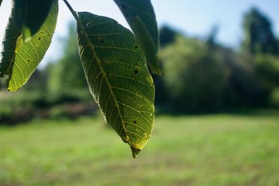 Close-up of green leaves on land