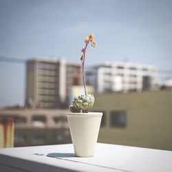 Close-up of potted plant on table