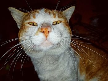 Close-up portrait of a cat