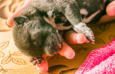 Close-up of hand holding cat at home