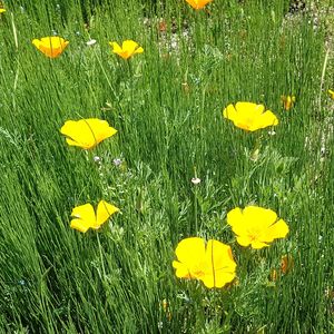 High angle view of yellow flowering plant on field