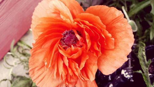 Close-up of orange flower