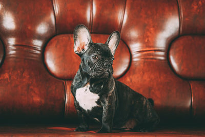 Portrait of dog sitting on sofa