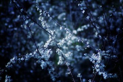 Close-up of frozen plants during winter