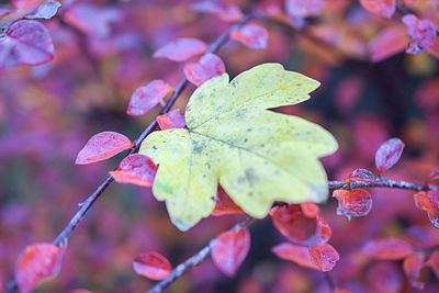 Close-up of wet autumn leaves