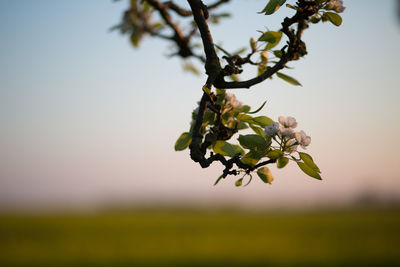 Close-up of flower tree against clear sky