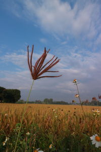 Close-up of stalks in field against sky