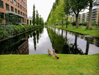 Family of geese at pond between fugro headquarters and noordsingel