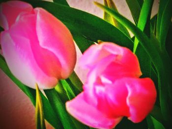 Close-up of multi colored flower