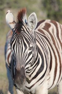 Close-up of zebra