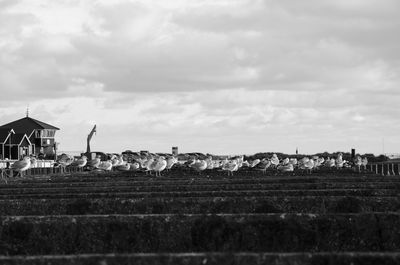 People on farm against sky