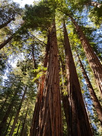 Low angle view of trees in forest