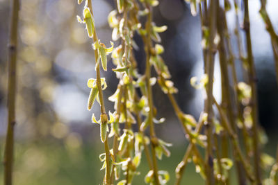 Close-up of flowering plant against blurred background