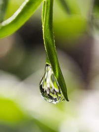 Close-up of fresh green plant