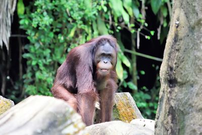 Monkey sitting on rock