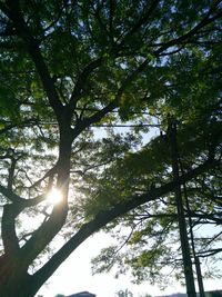 Sun shining through trees