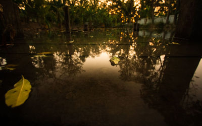 Reflection of trees in water