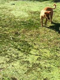 Dog grazing on grassy field
