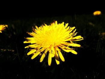 Close-up of yellow flower