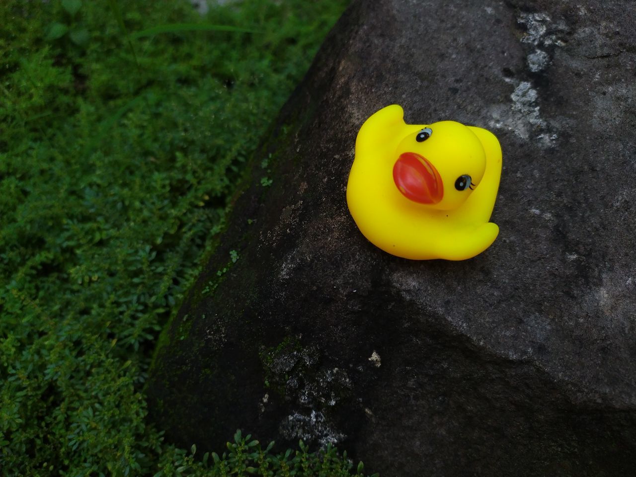 green, yellow, animal representation, duck, rubber duck, representation, toy, water bird, no people, nature, plant, high angle view, bird, day, animal, outdoors, single object, ducks, geese and swans, grass