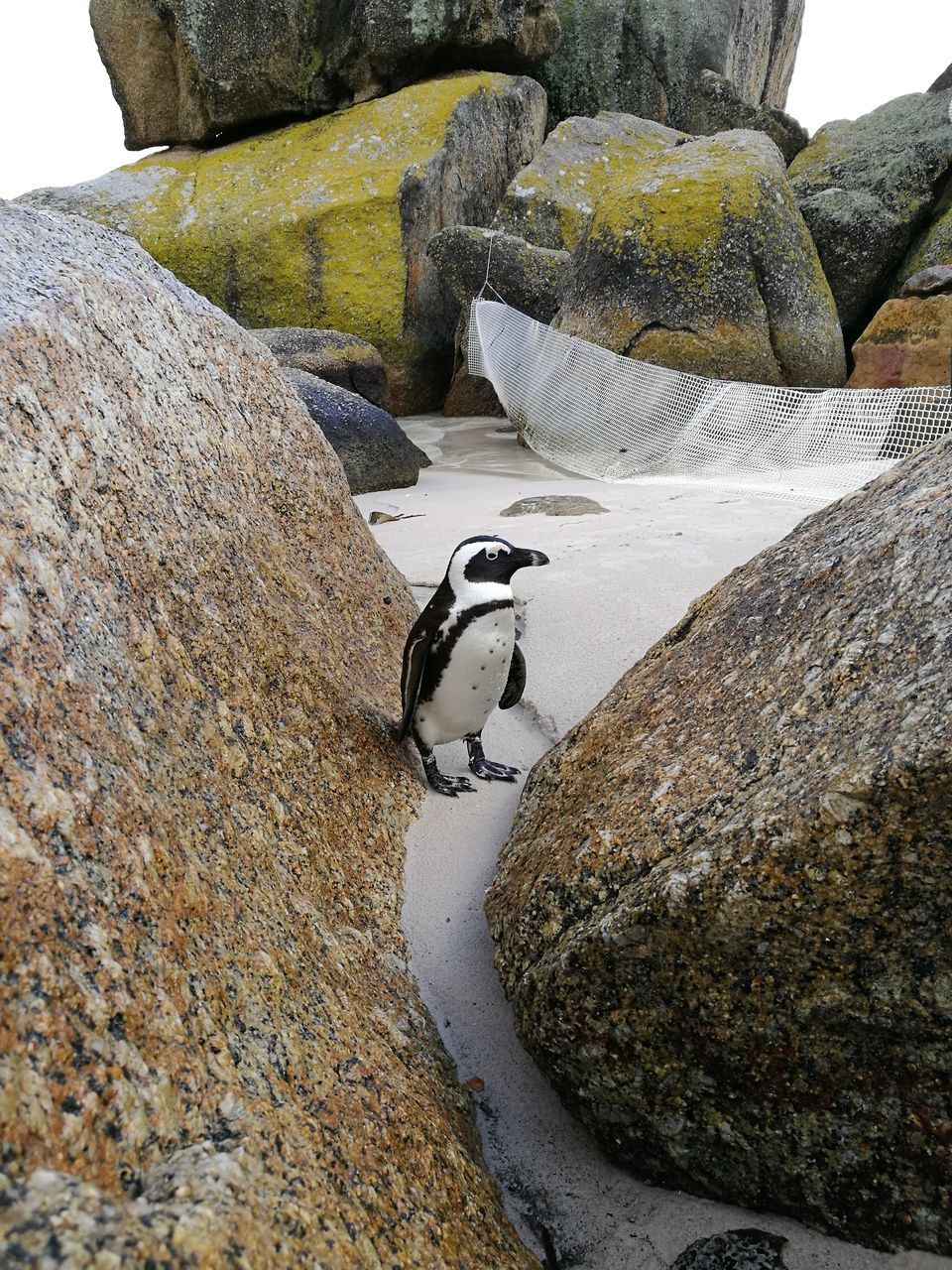 VIEW OF BIRDS ON ROCK AT SHORE