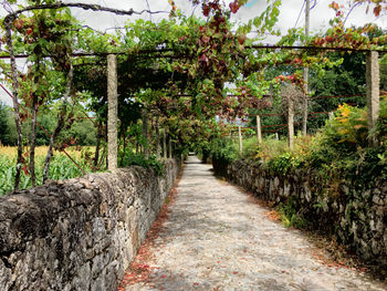 Plants and trees in park