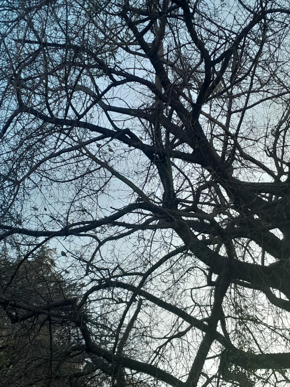 tree, branch, plant, bare tree, low angle view, no people, sky, nature, leaf, winter, tranquility, day, beauty in nature, outdoors, full frame, backgrounds, black and white, silhouette, monochrome, growth, tree trunk, forest