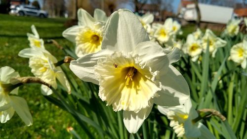 Close-up of white daffodil