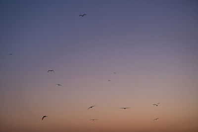 Low angle view of birds flying in sky