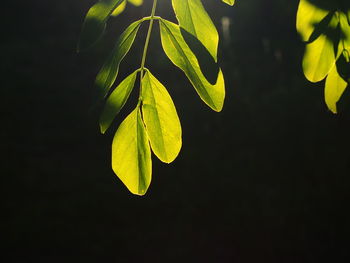 Close-up of leaves growing outdoors