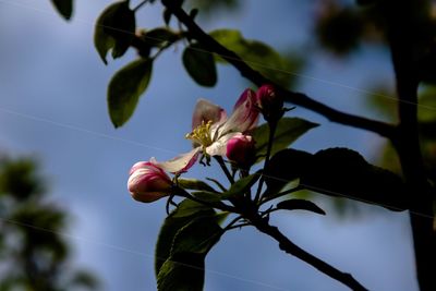 Low angle view of flowering plant against sky