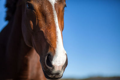 Close-up of horse at ranch