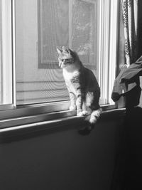 Cat sitting on window sill at home