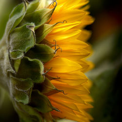 Close-up of sunflower